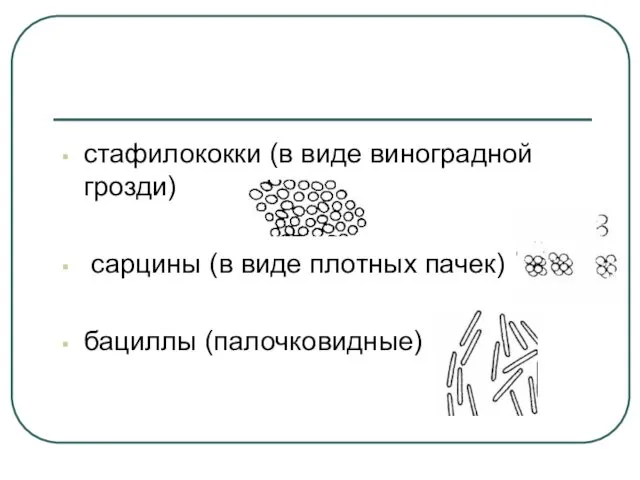 стафилококки (в виде виноградной грозди) сарцины (в виде плотных пачек) бациллы (палочковидные)