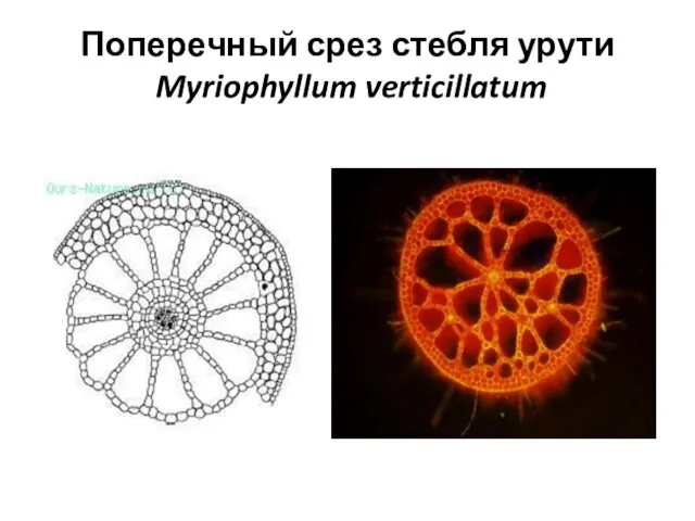 Поперечный срез стебля урути Myriophyllum verticillatum