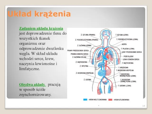 * Układ krążenia Zadaniem układu krążenia jest doprowadzenie tlenu do wszystkich tkanek organizmu