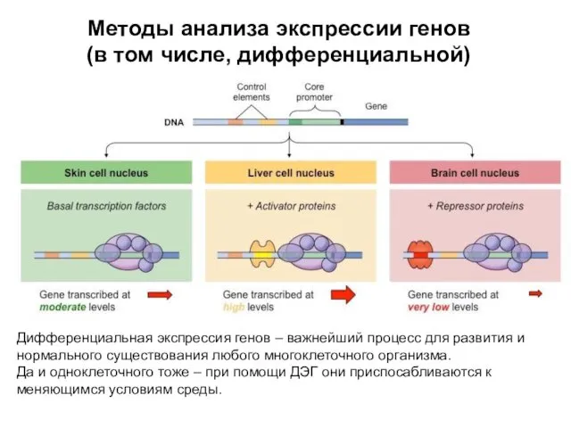 Методы анализа экспрессии генов (в том числе, дифференциальной) Дифференциальная экспрессия