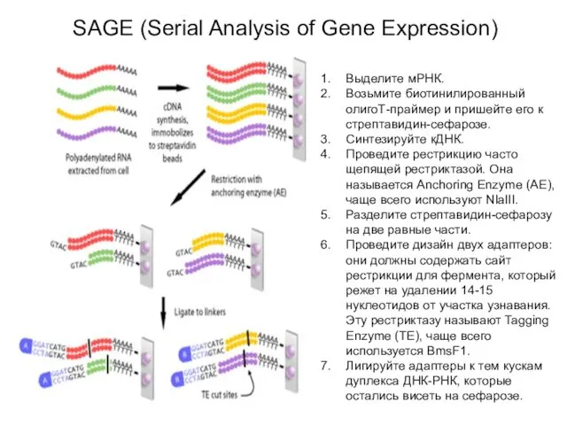 SAGE (Serial Analysis of Gene Expression) Выделите мРНК. Возьмите биотинилированный