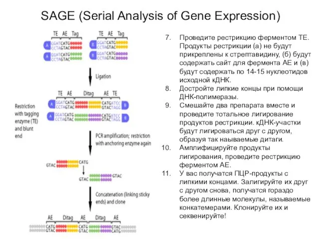 SAGE (Serial Analysis of Gene Expression) Проведите рестрикцию ферментом TE.