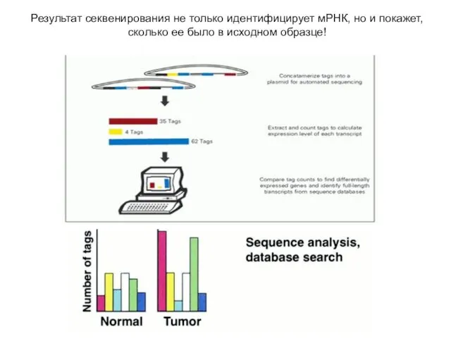 Результат секвенирования не только идентифицирует мРНК, но и покажет, сколько ее было в исходном образце!