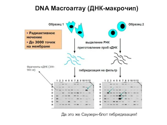 DNA Macroarray (ДНК-макрочип) Да это же Саузерн-блот гибридизация!