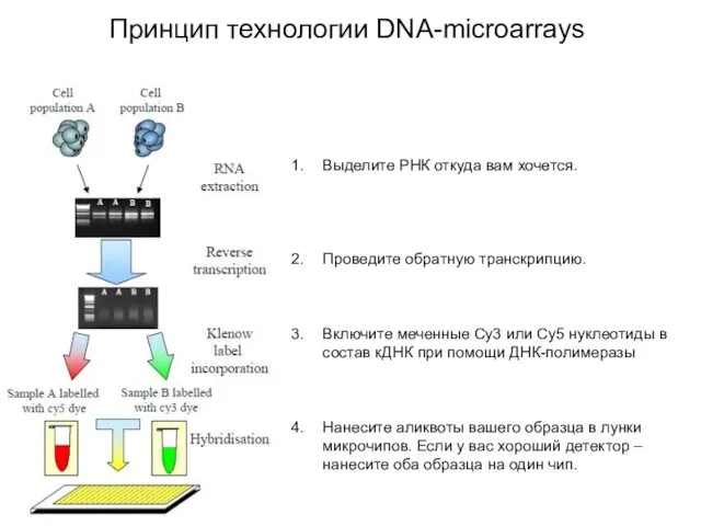 Принцип технологии DNA-microarrays Выделите РНК откуда вам хочется. Проведите обратную