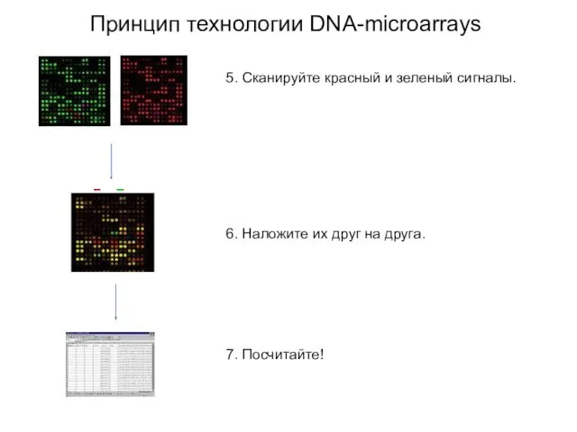 Принцип технологии DNA-microarrays 5. Сканируйте красный и зеленый сигналы. 6.