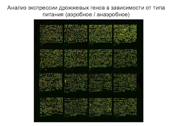 Анализ экспрессии дрожжевых генов в зависимости от типа питания (аэробное / анаэробное)