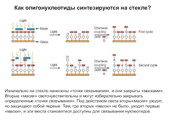 Как олигонуклеотиды синтезируются на стекле? Изначально на стекло нанесены «точки