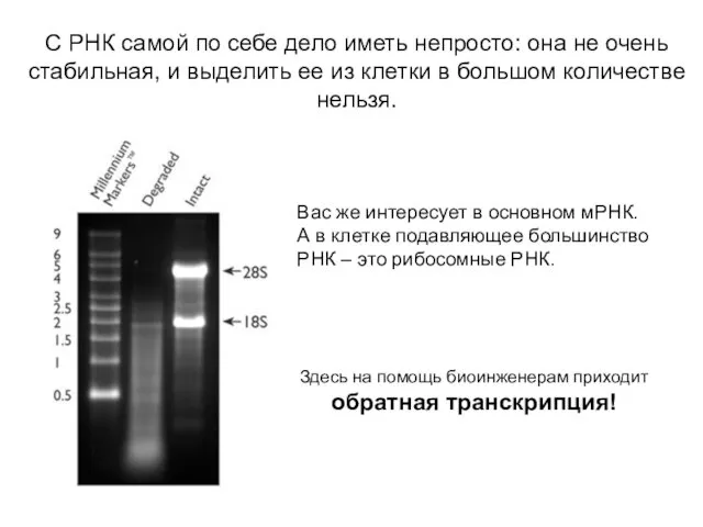 С РНК самой по себе дело иметь непросто: она не