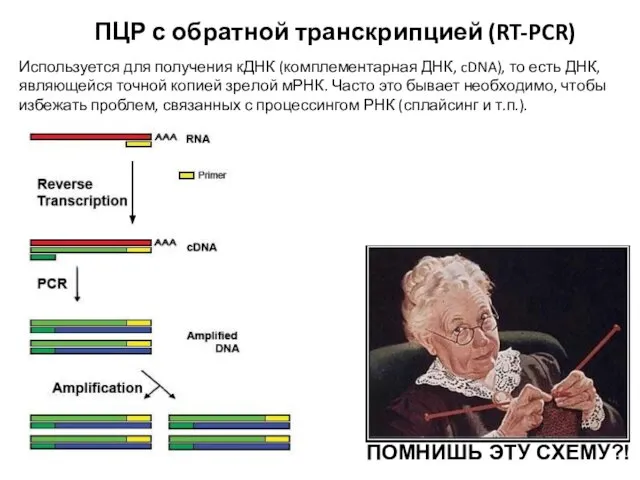 ПЦР с обратной транскрипцией (RT-PCR) Используется для получения кДНК (комплементарная