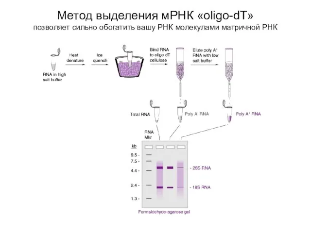 Метод выделения мРНК «oligo-dT» позволяет сильно обогатить вашу РНК молекулами матричной РНК