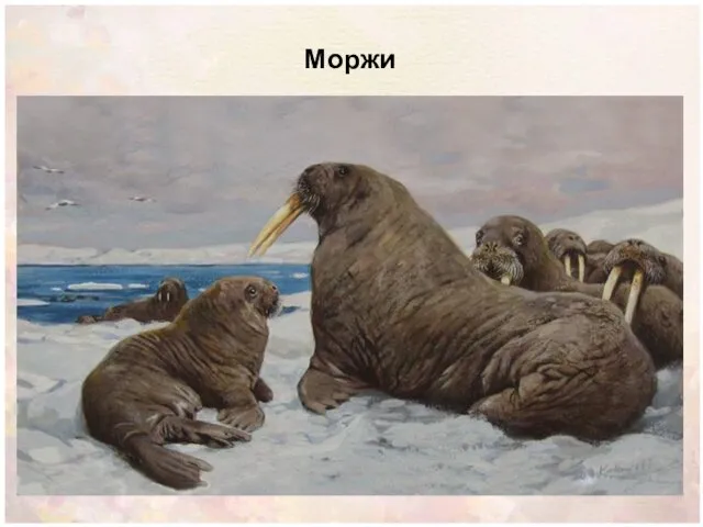 Моржи