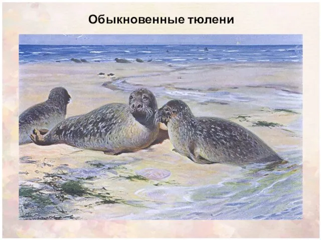 Обыкновенные тюлени