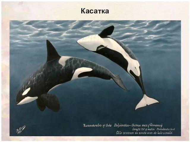 Касатка