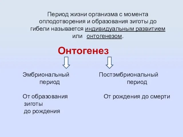 Онтогенез Период жизни организма с момента оплодотворения и образования зиготы