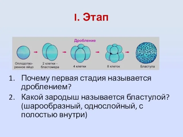 I. Этап Почему первая стадия называется дроблением? Какой зародыш называется бластулой? (шарообразный, однослойный, с полостью внутри)