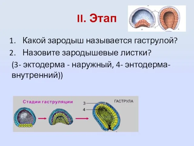 II. Этап Какой зародыш называется гаструлой? Назовите зародышевые листки? (3- эктодерма - наружный, 4- энтодерма- внутренний))