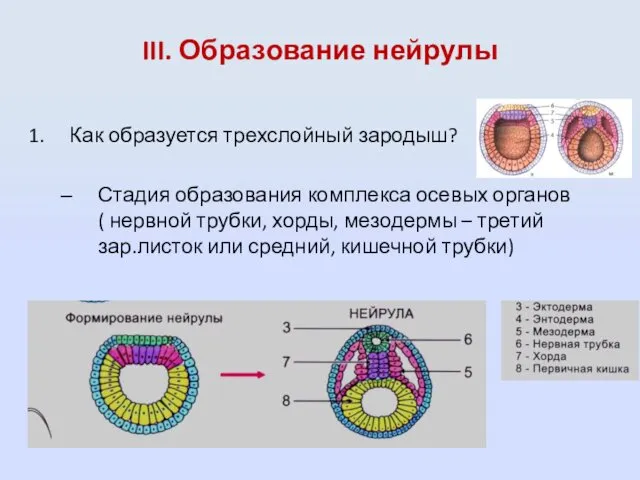 III. Образование нейрулы Как образуется трехслойный зародыш? Стадия образования комплекса