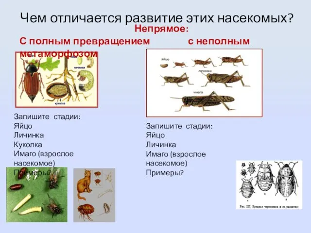 Чем отличается развитие этих насекомых? Непрямое: С полным превращением с