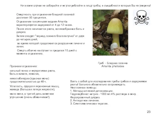 Гриб - Бледная поганка Amanita phalloides Взять с собой для