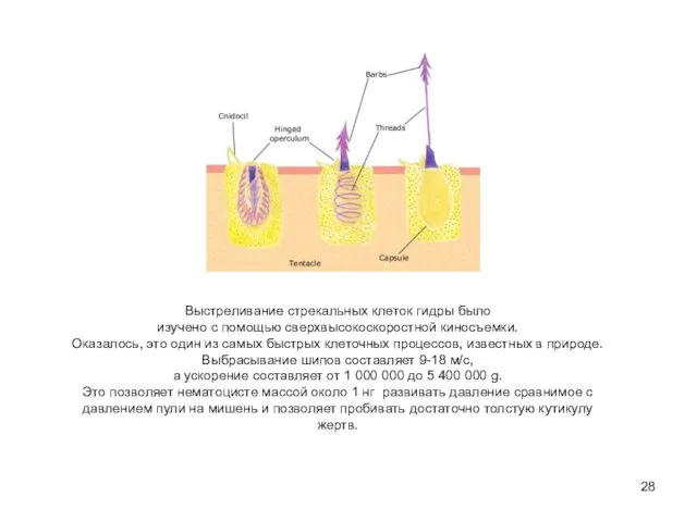 Выстреливание стрекальных клеток гидры было изучено с помощью сверхвысокоскоростной киносъемки.