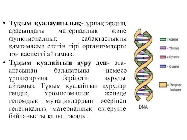 Тұқым қуалаушылық- ұрпақтардың арасындағы материалдық және функционалдық сабақтастықты қамтамасыз ететін