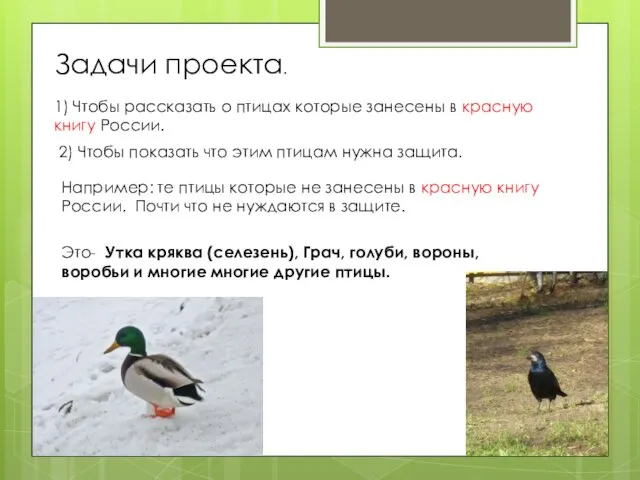 Задачи проекта. 1) Чтобы рассказать о птицах которые занесены в красную книгу России.