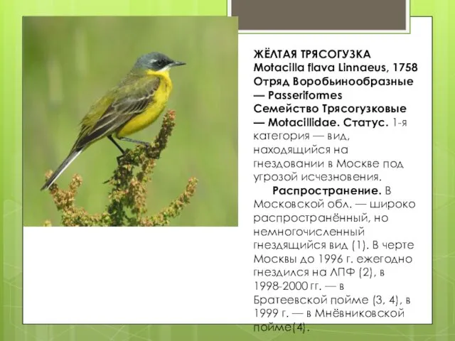 ЖЁЛТАЯ ТРЯСОГУЗКА Motacilla flava Linnaeus, 1758 Отряд Воробьинообразные — Passeriformes Семейство Трясогузковые —