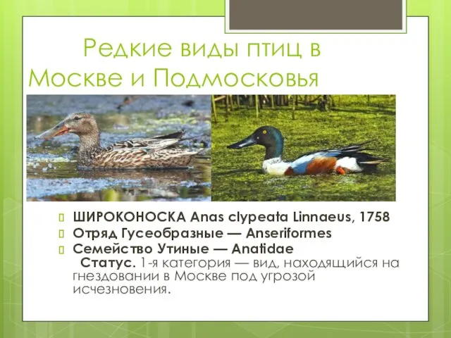 Редкие виды птиц в Москве и Подмосковья ШИРОКОНОСКА Anas clypeata Linnaeus, 1758 Отряд