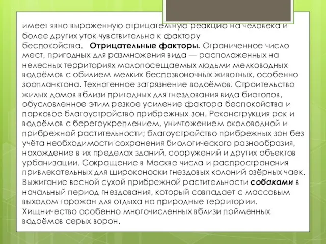 имеет явно выраженную отрицательную реакцию на человека и более других уток чувствительна к