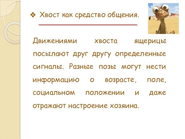 Хвост как средство общения. Движениями хвоста ящерицы посылают друг другу