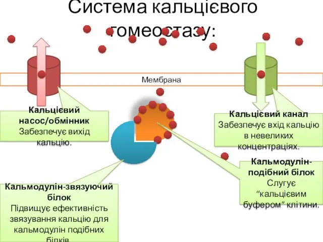 Мембрана Система кальцієвого гомеостазу: Кальмодулін-звязуючий білок Підвищує ефективність звязування кальцію