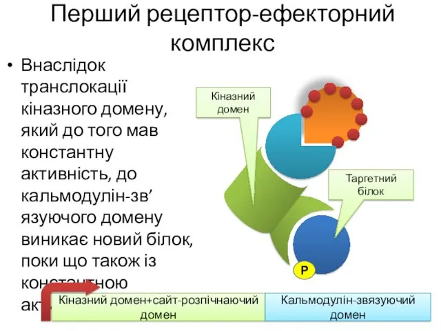 Перший рецептор-ефекторний комплекс Внаслідок транслокації кіназного домену, який до того