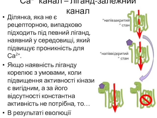 Са2+ канал – ліганд-залежний канал Ділянка, яка не є рецепторною,