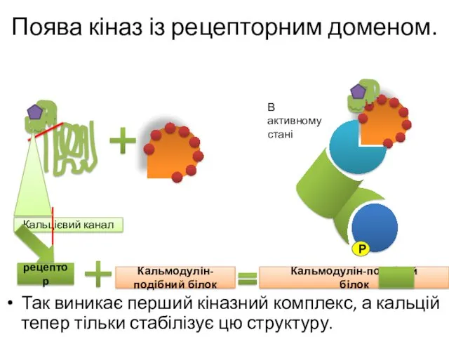 Поява кіназ із рецепторним доменом. Так виникає перший кіназний комплекс,