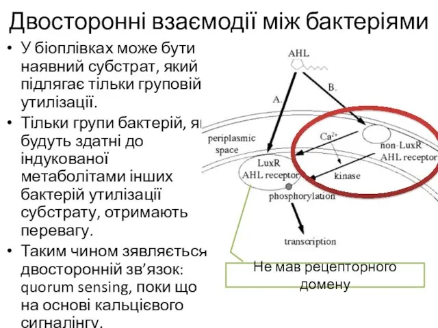 Двосторонні взаємодії між бактеріями У біоплівках може бути наявний субстрат,