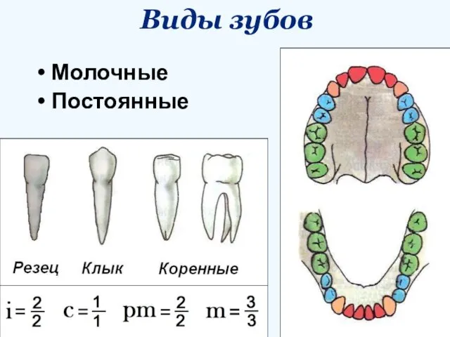 Виды зубов Молочные Постоянные