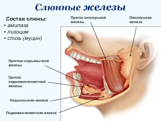 Слюнные железы Состав слюны: амилаза лизоцим слизь (муцин) Околоушная железа