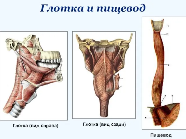 Глотка и пищевод Пищевод Глотка (вид сзади) Глотка (вид справа)