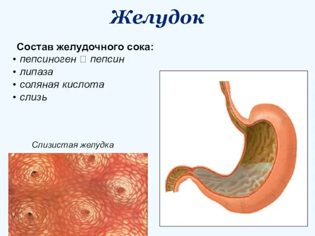 Желудок Слизистая желудка Состав желудочного сока: пепсиноген ? пепсин липаза соляная кислота слизь