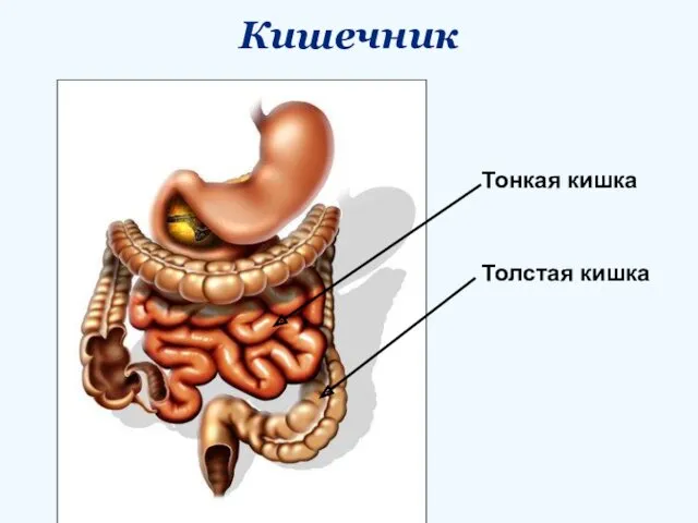 Кишечник Тонкая кишка Толстая кишка