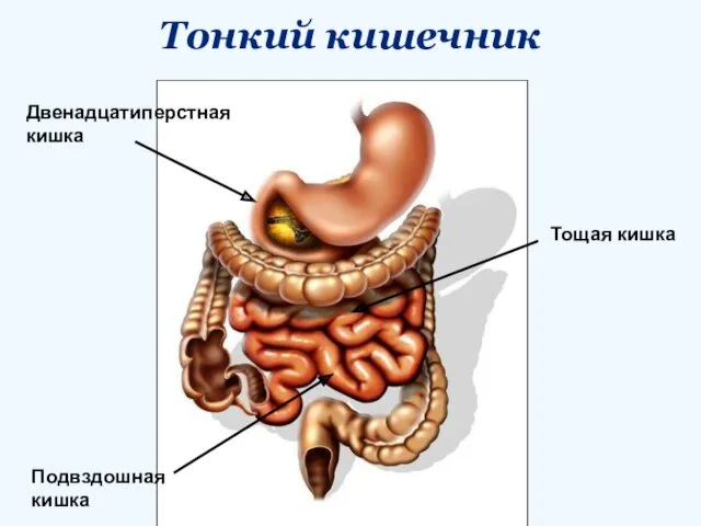 Тонкий кишечник Тощая кишка Подвздошная кишка Двенадцатиперстная кишка