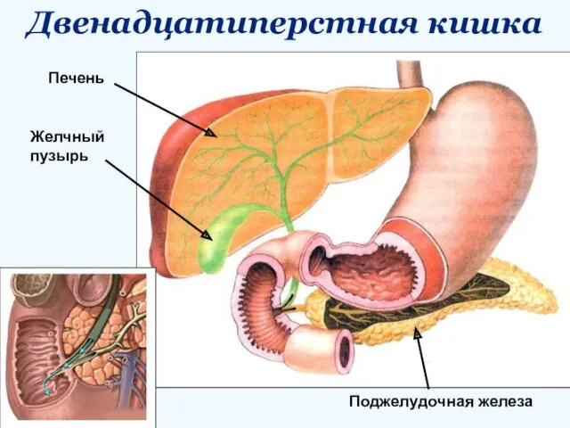 Двенадцатиперстная кишка Печень Поджелудочная железа Желчный пузырь