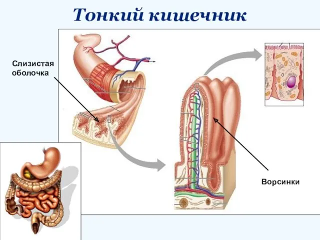 Тонкий кишечник Ворсинки Слизистая оболочка