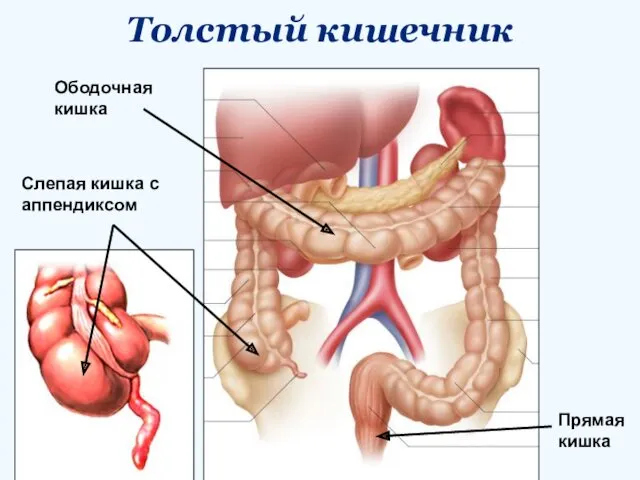 Толстый кишечник Прямая кишка Ободочная кишка Слепая кишка с аппендиксом