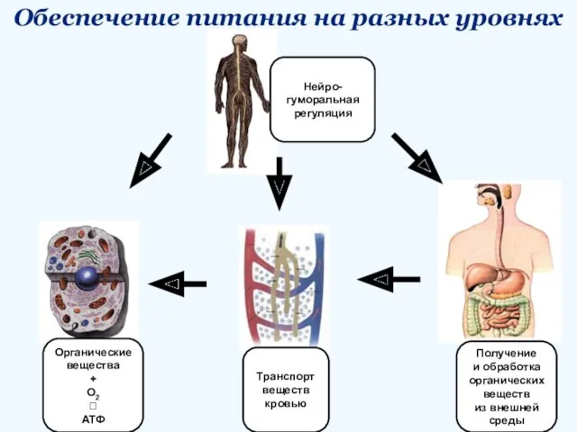 Обеспечение питания на разных уровнях Органические вещества + О2 ⭣