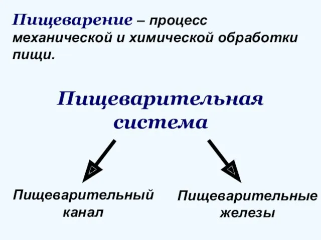 Пищеварительная система Пищеварительный канал Пищеварительные железы Пищеварение – процесс механической и химической обработки пищи.