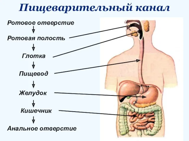 Пищеварительный канал Ротовое отверстие Ротовая полость Глотка Пищевод Желудок Кишечник Анальное отверстие