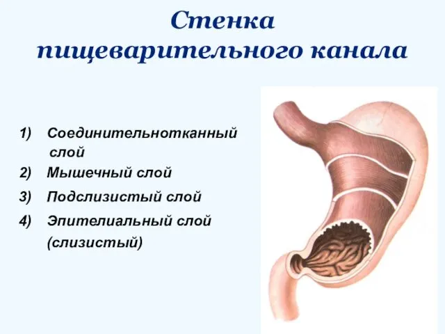 Стенка пищеварительного канала Соединительнотканный слой Мышечный слой Подслизистый слой Эпителиальный слой (слизистый)