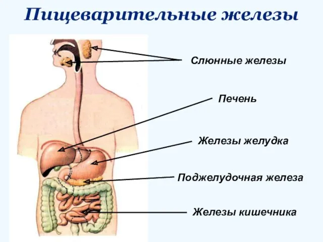 Пищеварительные железы Слюнные железы Печень Поджелудочная железа Железы желудка Железы кишечника